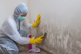 Mold Documentation for Insurance Claims in Marion, AL